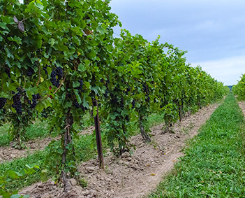 Our Vineyards - Heart & Hands Wine Company