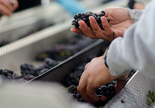 grapeSortingOurWinemaking grapeSortingOurWinemaking