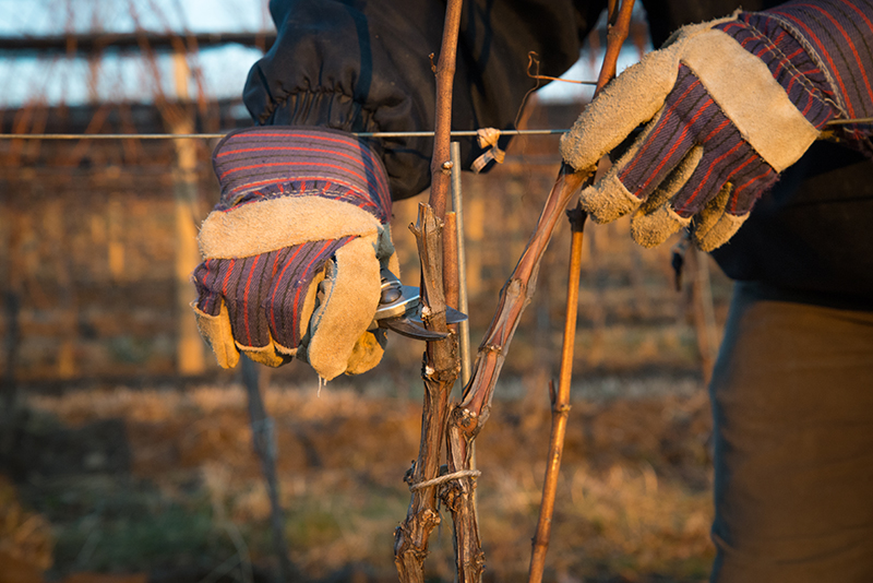 Starting the new vintage... - Heart & Hands Wine Company