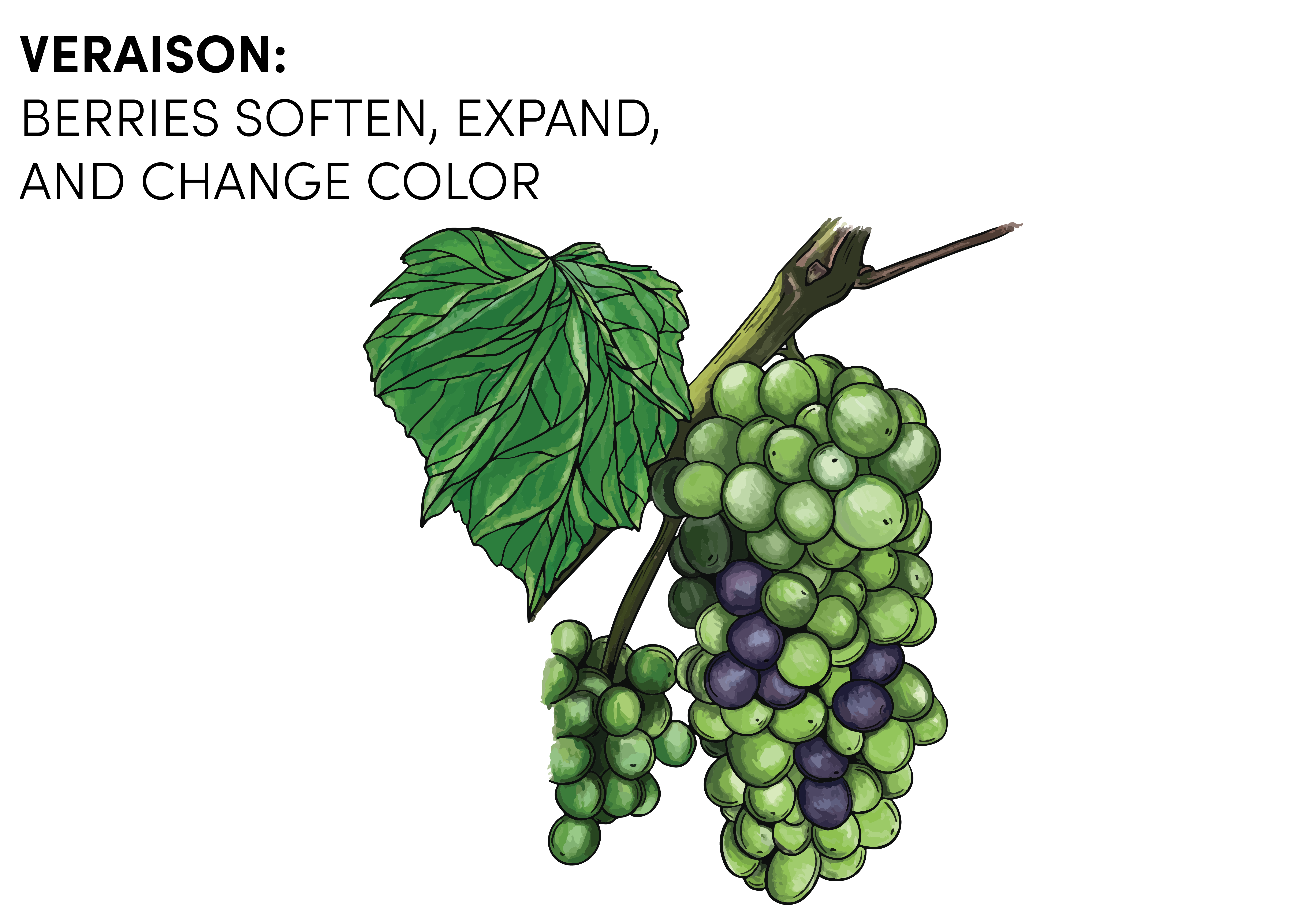 Grape season. 100% original color pencils work, step-by-step inside. —  Steemit