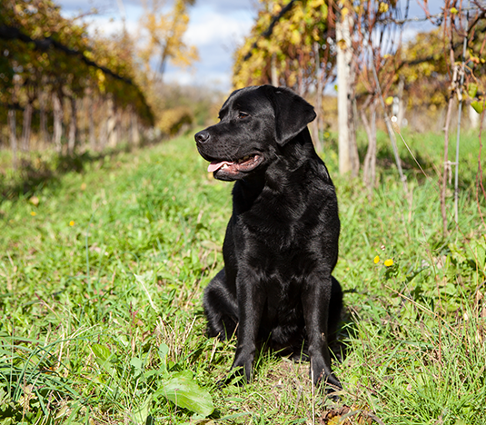 Raven---Web---Subpg-H&H_HolidayCard-50