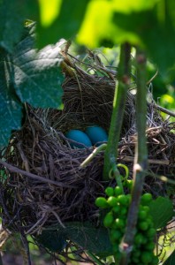 Bird Nest In Canopy 