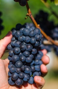 Estate Pinot Noir Cluster 