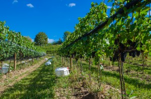 Estate Pinot Noir Picking 