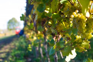 Estate Riesling Vines 