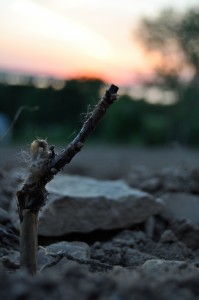 Estate Vineyard Newly Planted Vine 