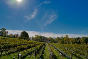 Estate Vineyard Picking Grapes 