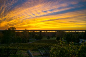 Estate Vineyard Sunset 