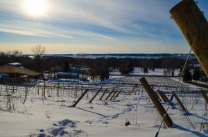 Estate Vineyard Winter 