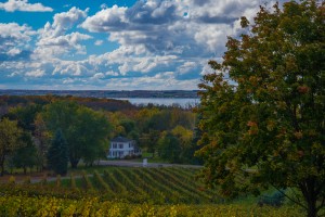 Mowers Tree & Vineyard 