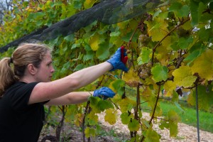Susan Picking Grapes 