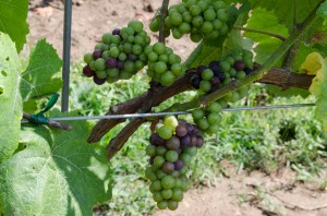 Veraison on Pinot Noir 